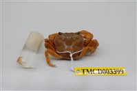 藏品(拉氏清溪蟹)的圖片